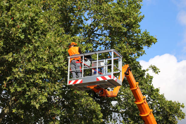 Trusted Duncannon, PA Tree Removal and Landscaping Services Experts